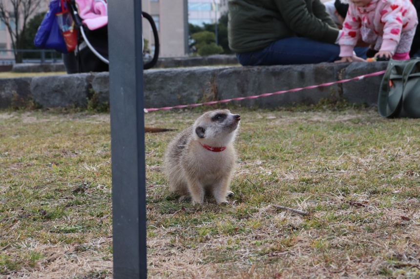 요코하마 차이나타운 애완동물