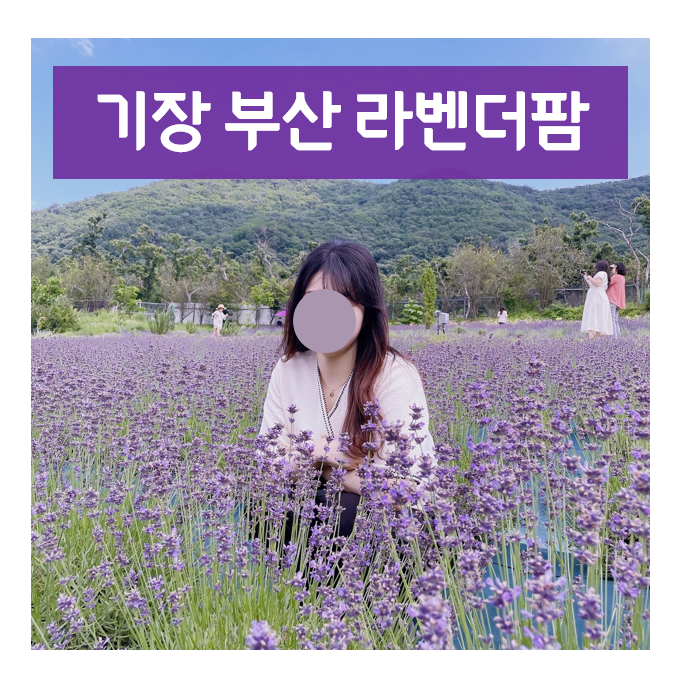  보라색 포토존 가득~ <기장 라벤더 팜> 6월 7월 가볼만한 곳!