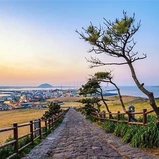 봄바람에 실려 온 제주도의 벚꽃 여행 개화시기