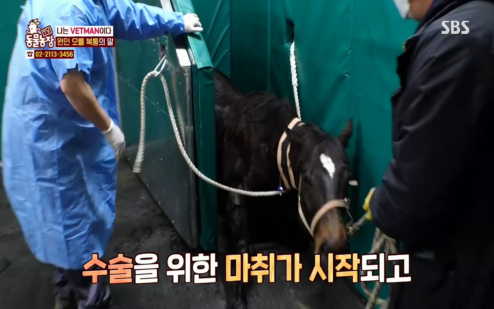 TV 동물농장.E1062.220327p.H264-F1RST.mp4_20220327_174449.125.jpg