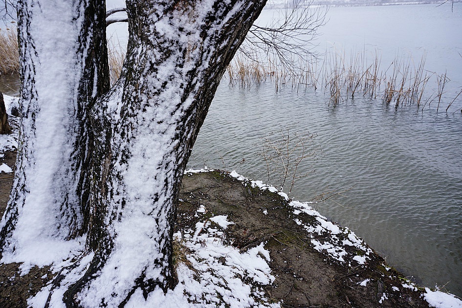 나무줄기에 쌓인 눈&#44; 근접사진&#44; 북한강&#44; 수초&#44;