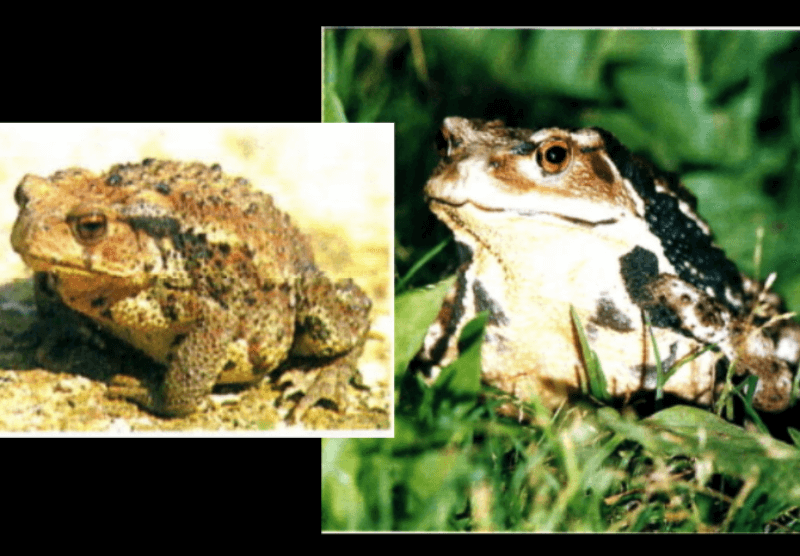 두꺼비 사진 두 장