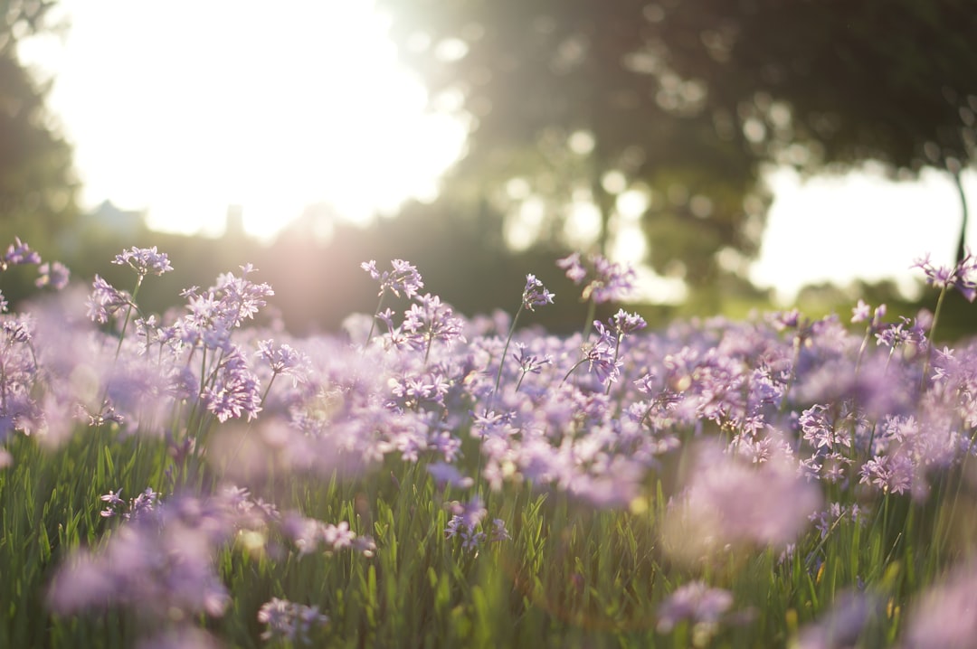 Lilac