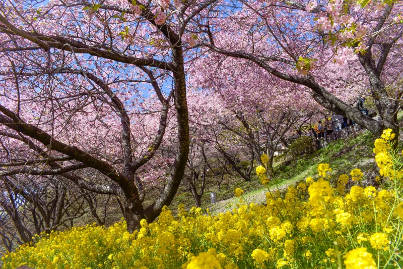 니시히라하타 공원 벚꽃 및 유채꽃