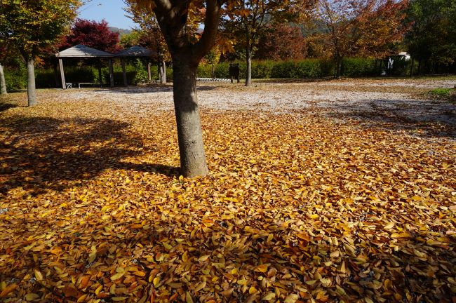 벚나무 밑 바닥에 수북한 낙엽&#44; 왼쪽으로 길게 누은 나무 그림자&#44; 뒤쪽으로 보이는 공원 쉼터&#44;