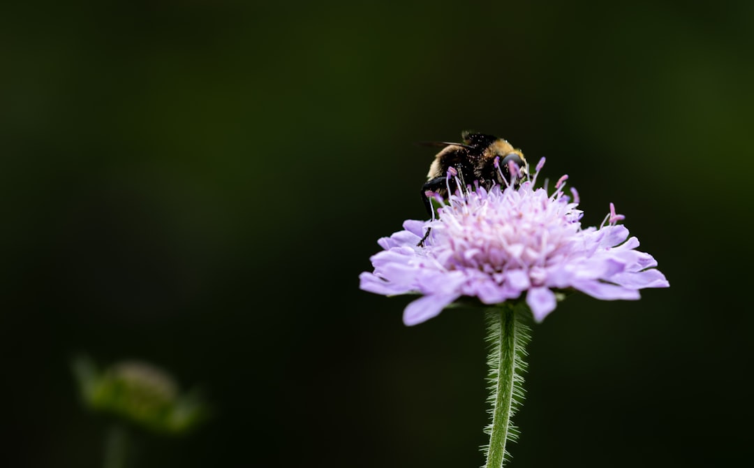 Conservation