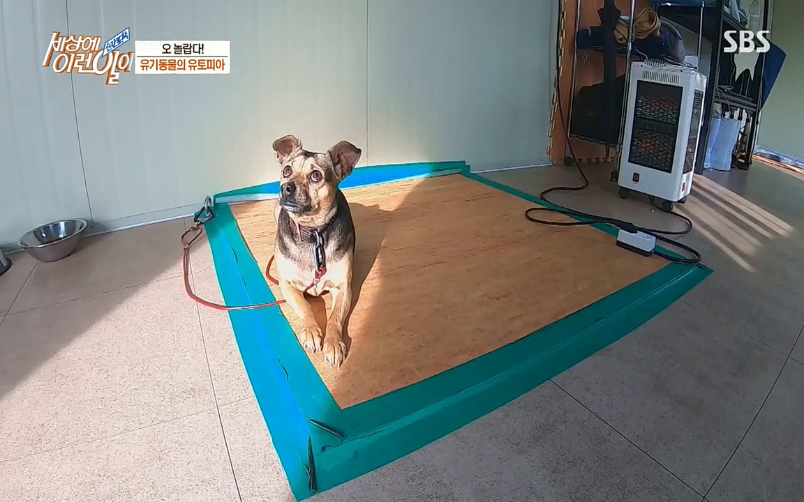 순간포착 세상에 이런일이.E1171.220316p-NEXT.mp4_20220316_185010.542.jpg