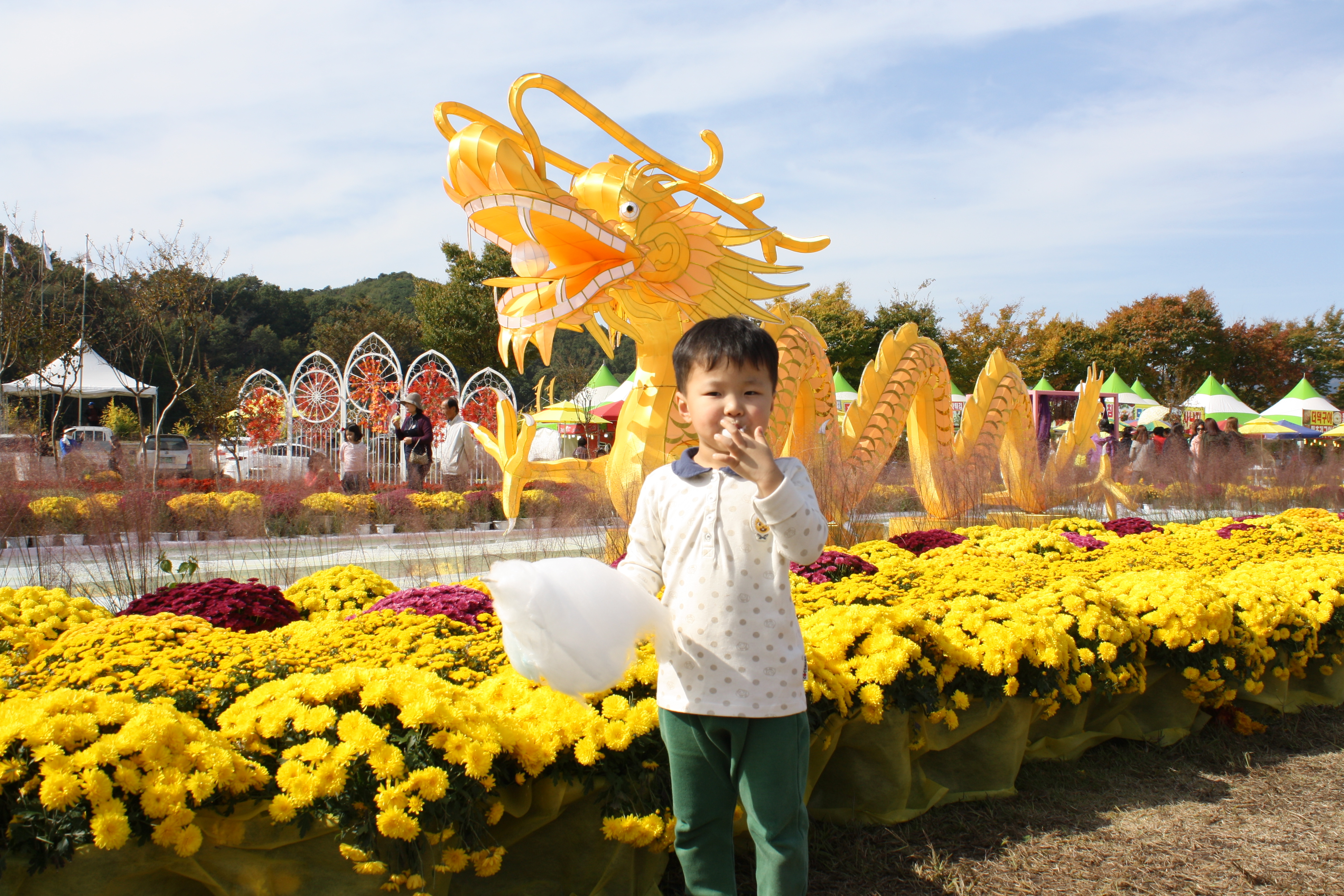  장성 황룡강 노란꽃축제-2018년