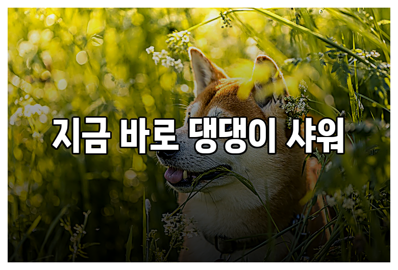 지금 바로 댕댕이 샤워