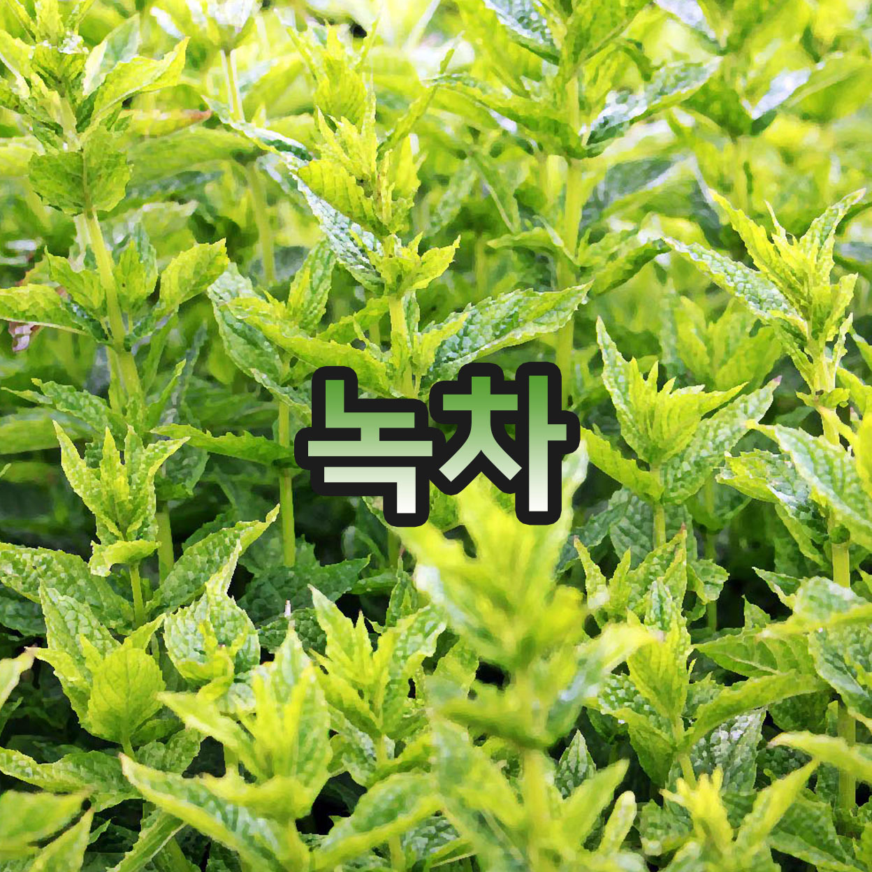 쓴 것은 몸에도 좋다, 녹차의 효능!