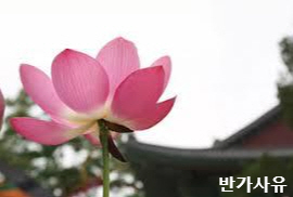  대승불교에서는 왜 내면적 본질을 대자비라고 하였나요?