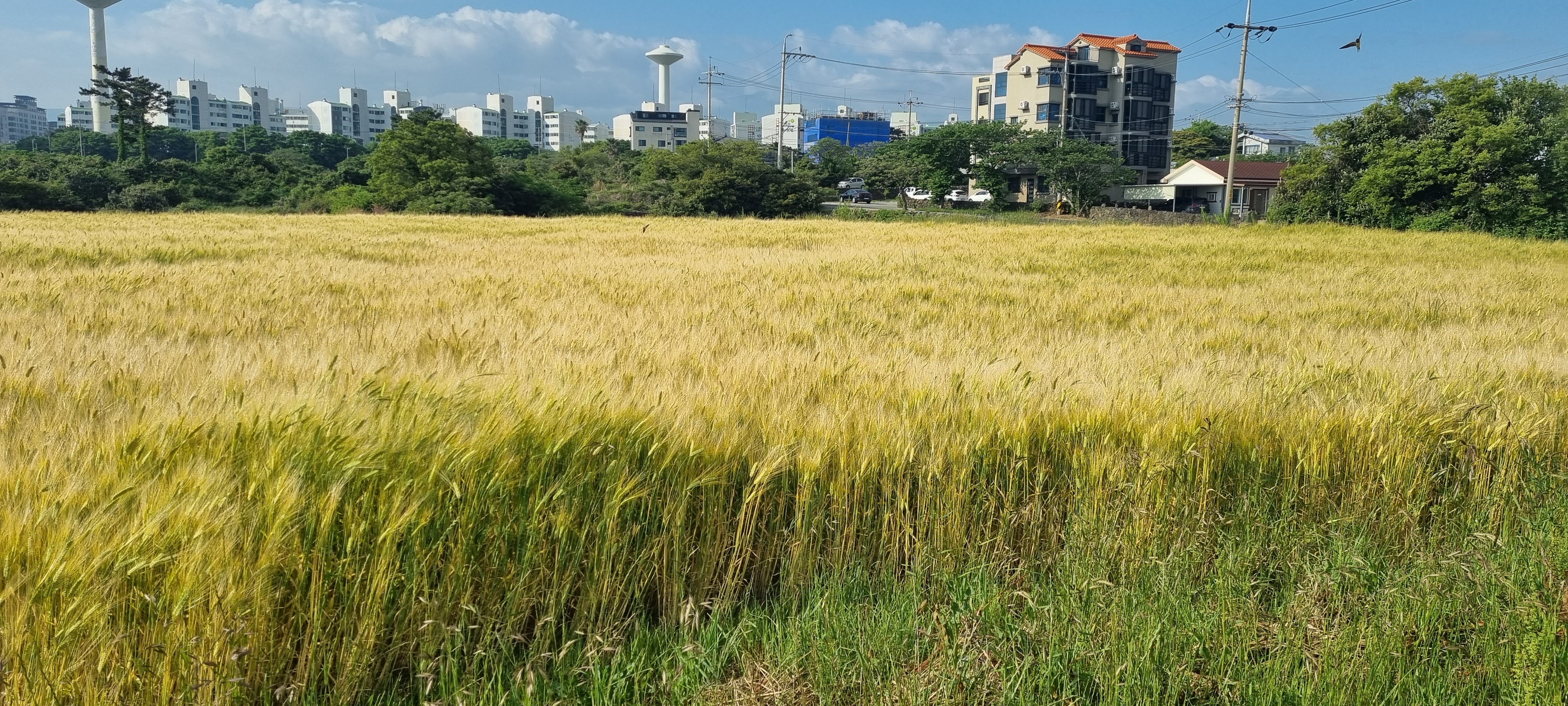  제주도 제주 제주시 삼양동 산책 2022