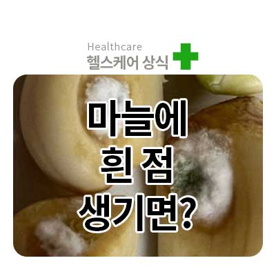 마늘 흰점 마늘 하얀색 마늘흰곰팡이