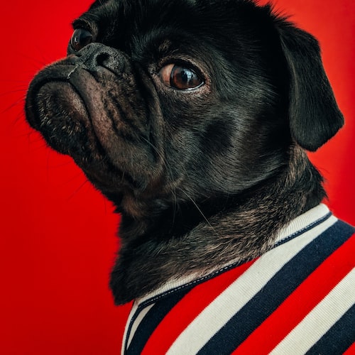 Choosing the Right Pet Gear: Tips and Tricks for a Happy Pet