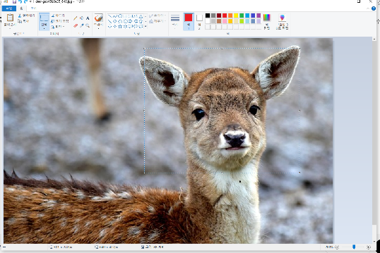 그림판에서-선택된-사슴-얼굴