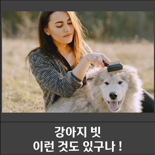 강아지 빗 종류