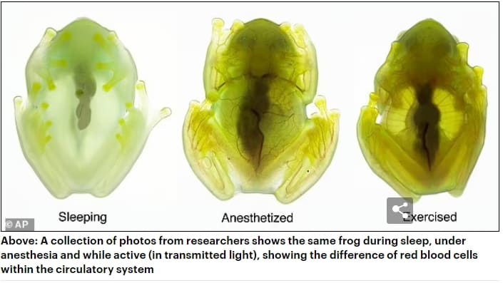 밤에 투명해지는 유리 개구리의 비밀 VIDEO:Scientists reveal secrets of glass frogs that become TRANSPARENT at night..