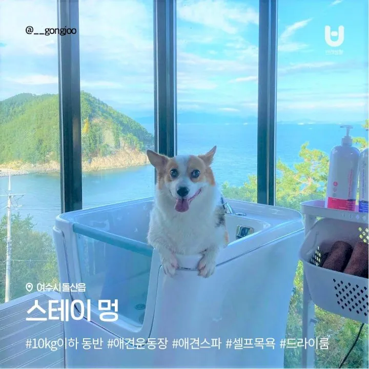 전국 애견동반 펜션 추천 목록 10곳 반려견 동행 휴식 여행_7