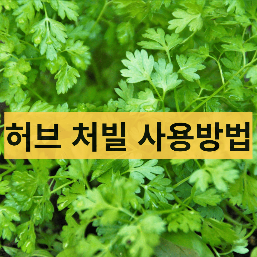  생리통 완화에 좋은 허브, 처빌이란?
