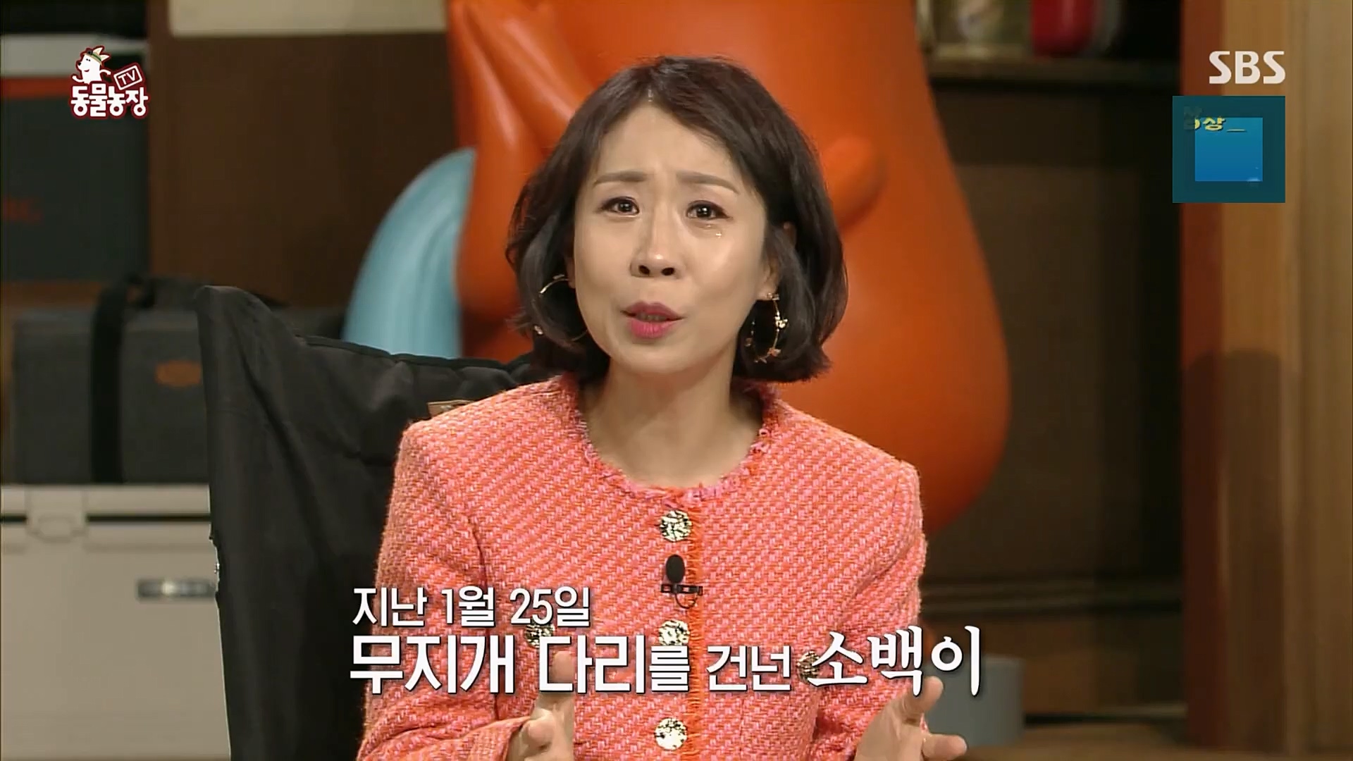 TV 동물농장.E1109.230226p.H264-F1RST.mp4_20230226_161926.848.jpg