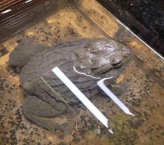 비바리움