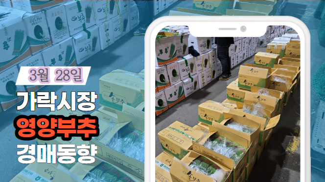  [경매사 일일보고] 3월 28일자 가락시장 영양부추 경매동향을 살펴보겠습니다!
