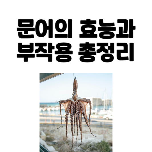 문어의 효능과 부작용