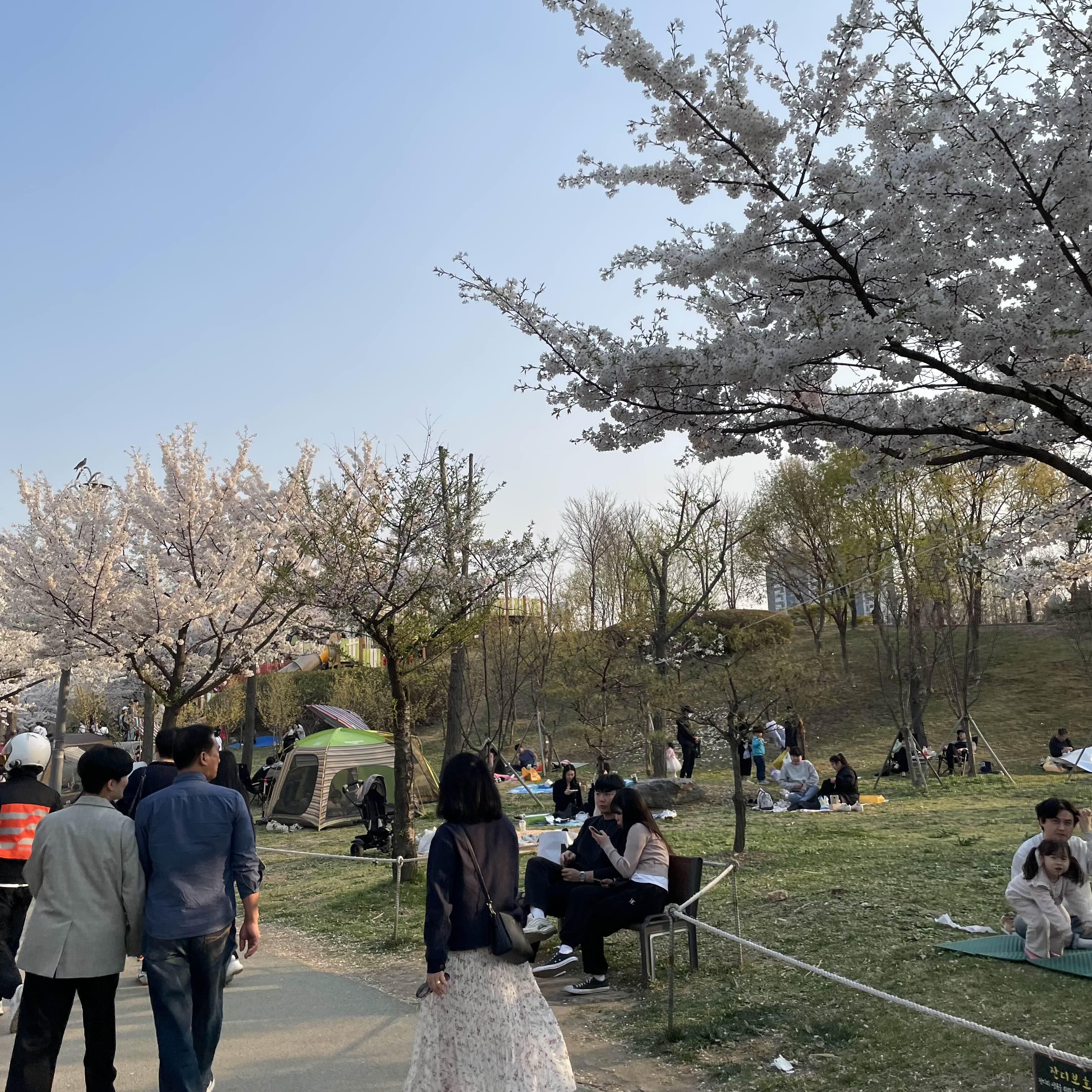 부천-벚꽃명소-상동호수공원