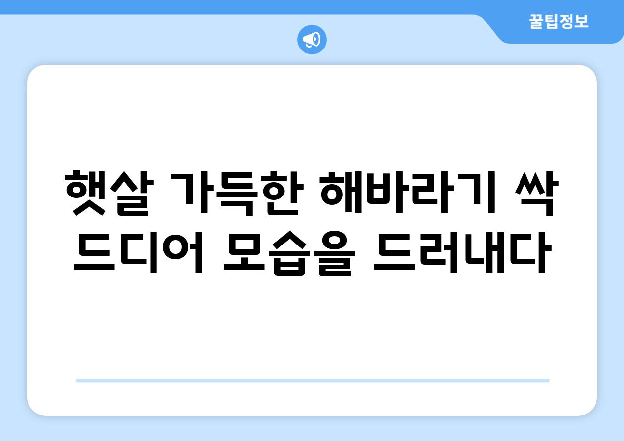 햇살 가득한 해바라기 싹 드디어 모습을 드러내다