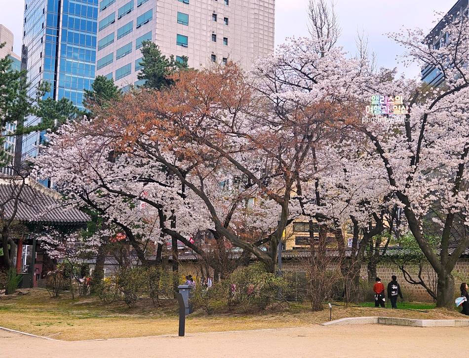 서울 벚꽃 명소 나들이 추천 경복궁&#44; 덕수궁 4월 개화 상황 서울 가볼만한곳