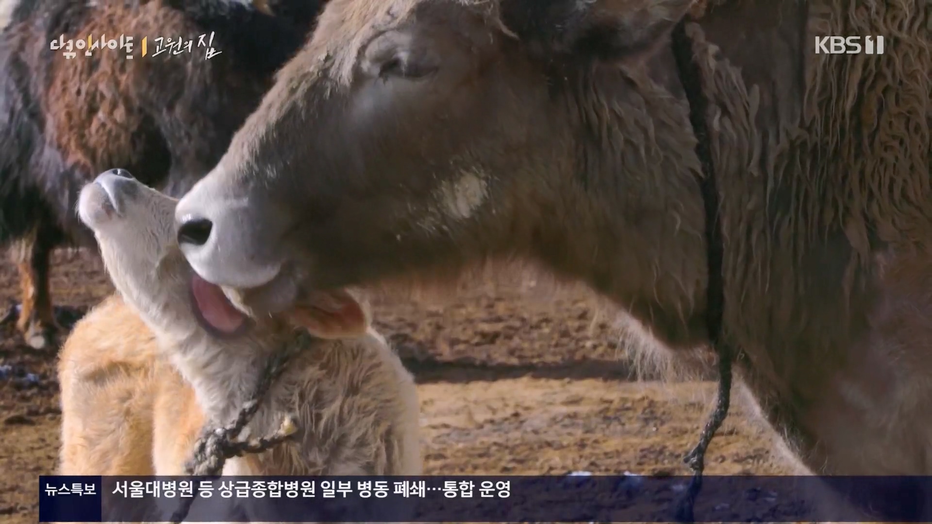 다큐 인사이트.E176.240328p.H264-F1RST.mp4_20240330_162539.526.jpg