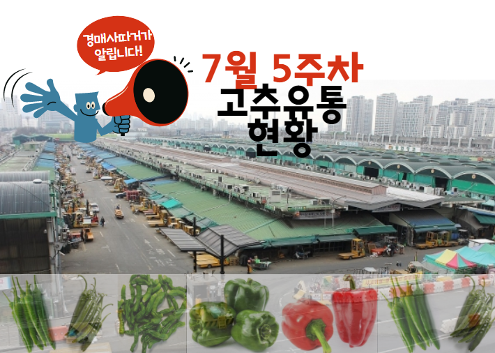  [경매사 주간보고] 가락시장 고추 경매이야 (7월 5주차)