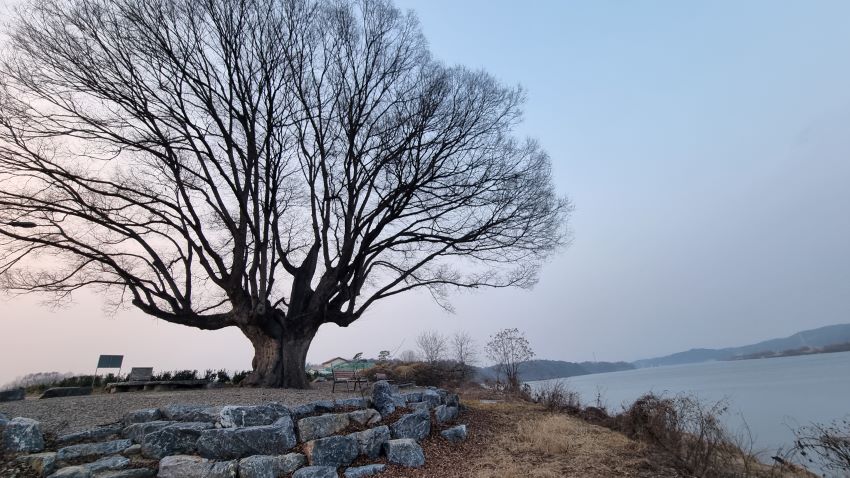 노거수 느티나무를 다 담은 나루터 전경 사진, 우측에 강물, 엷게 푸르른 흐린하늘,