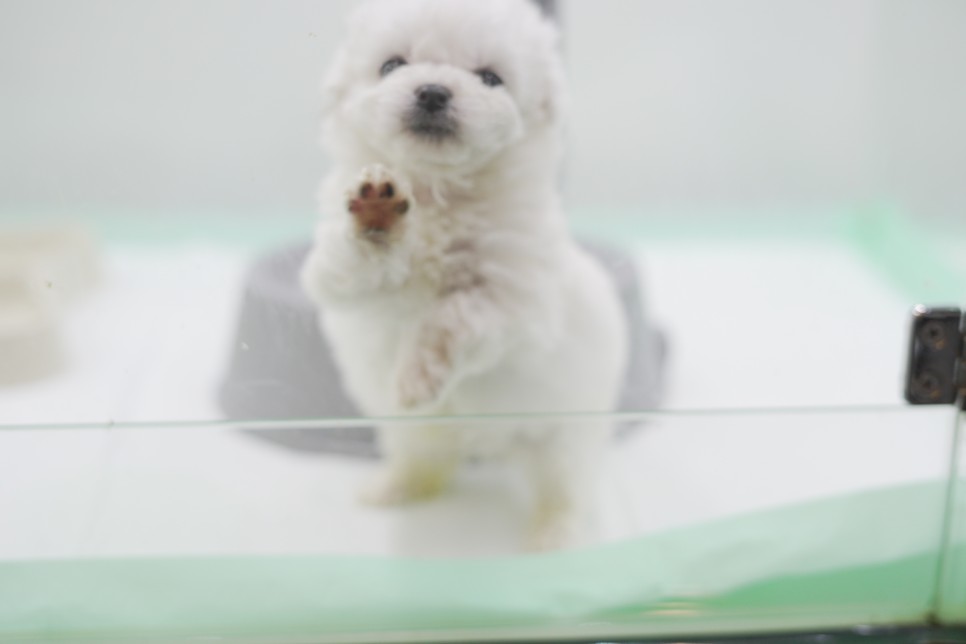 놀라운 외모 일산 강아지 분양 셀포메라니안 14