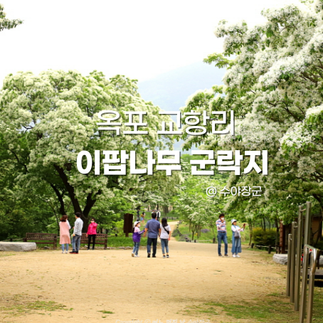  대구 이팝나무 명소 하얀 눈꽃송이가 절정 교항리 이팝나무
