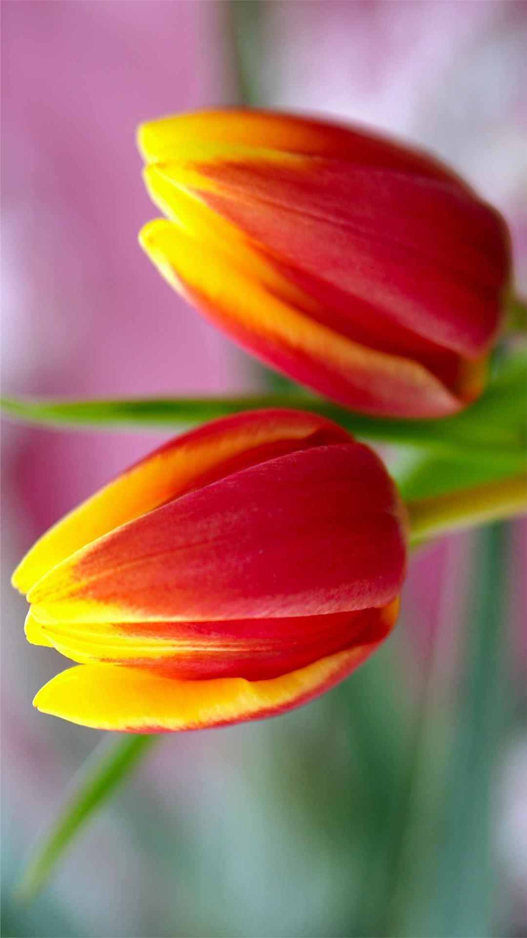 Tulip Flower iPhone Wallpaper