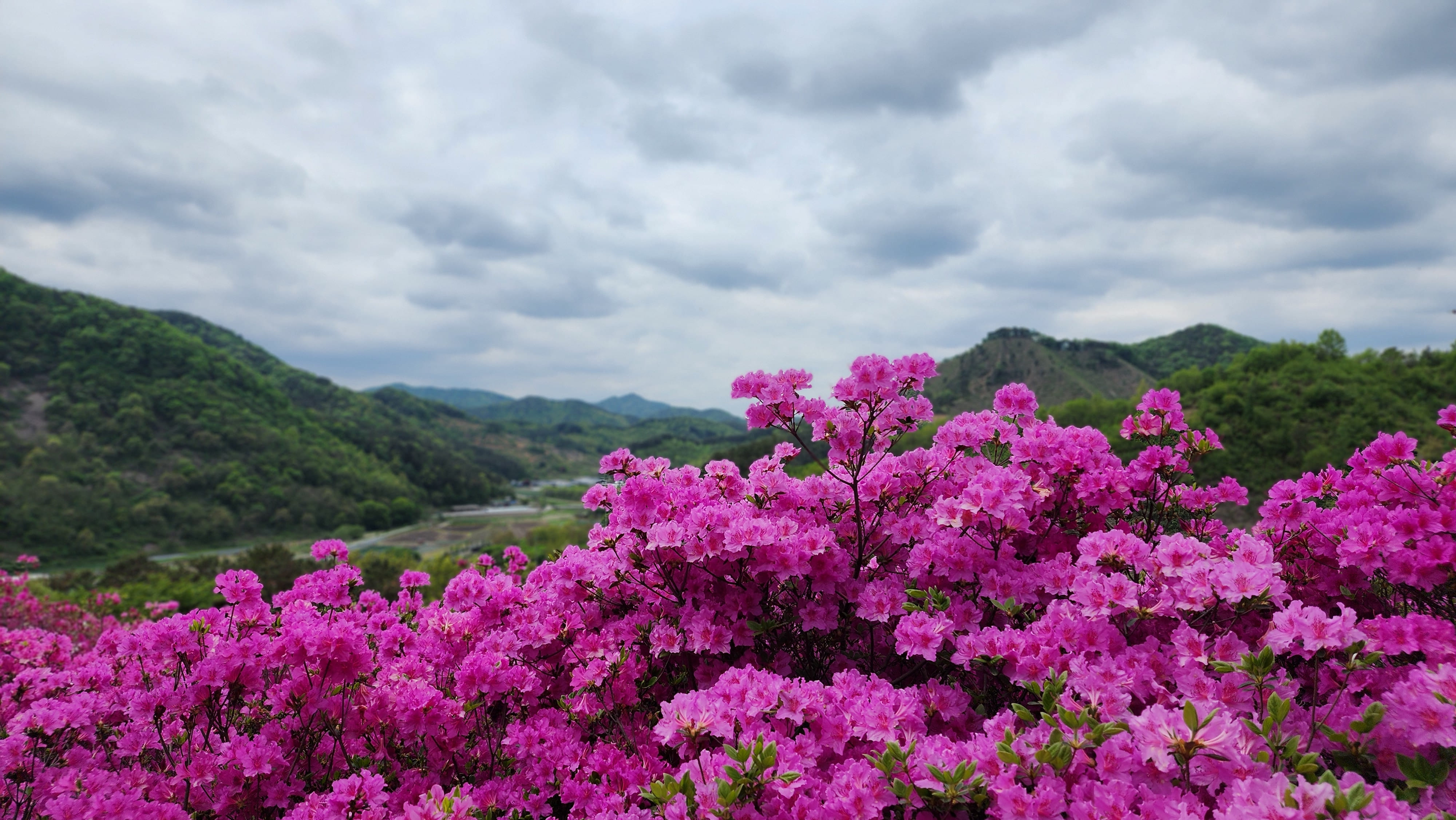 분홍분홍한 화산꽃동산 철쭉