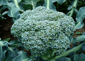 고지혈증에 좋은 음식 총 정리 5