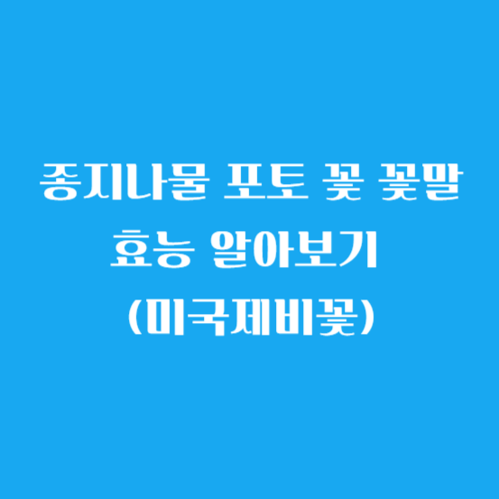 종지나물 포토 꽃 꽃말 효능 알아보기 (미국제비꽃)