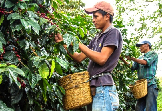  커피의 생산, 수확(Harvesting)과 커피 잎 녹병(Coffee leaf rust)에 대하여 알아보자.