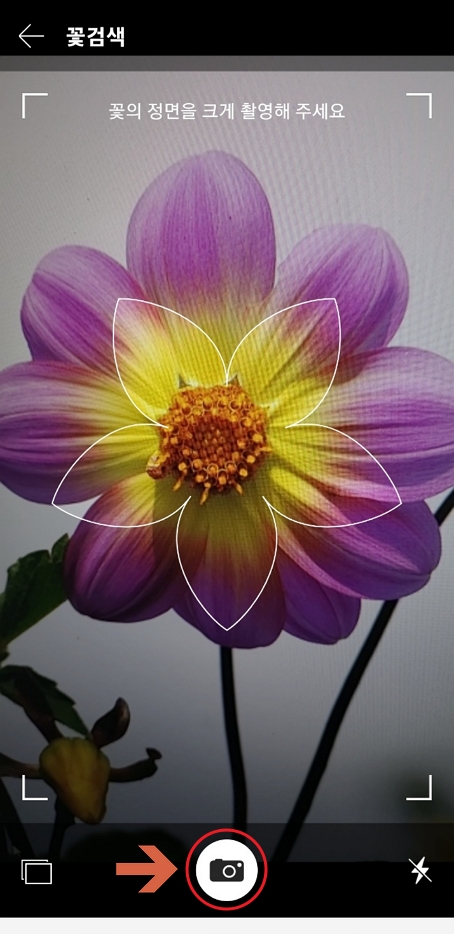 다음 앱 꽃 검색