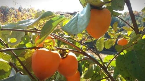 감나무재배법-감나무-꽃피는시기-개화시기-감-따는시기-수확시기-수확방법