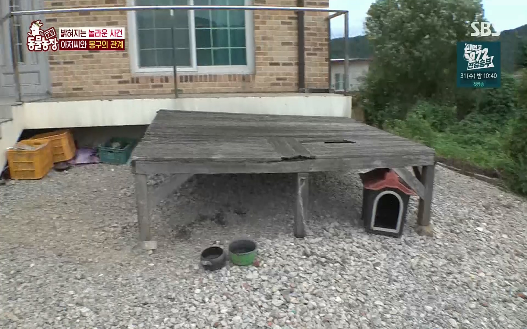 TV 동물농장.E1084.220828p.H264-F1RST.mp4_20220828_154057.492.jpg