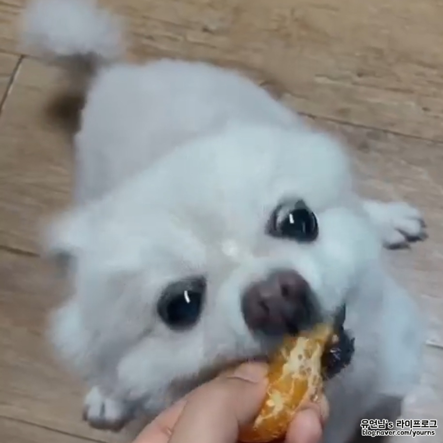 특징 (포메라니안 스피츠와 차임) 믹스견 종류 폼피츠의 성격과 6