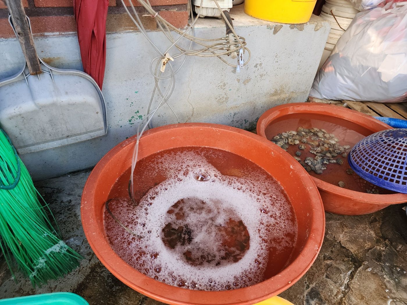 바지락해감