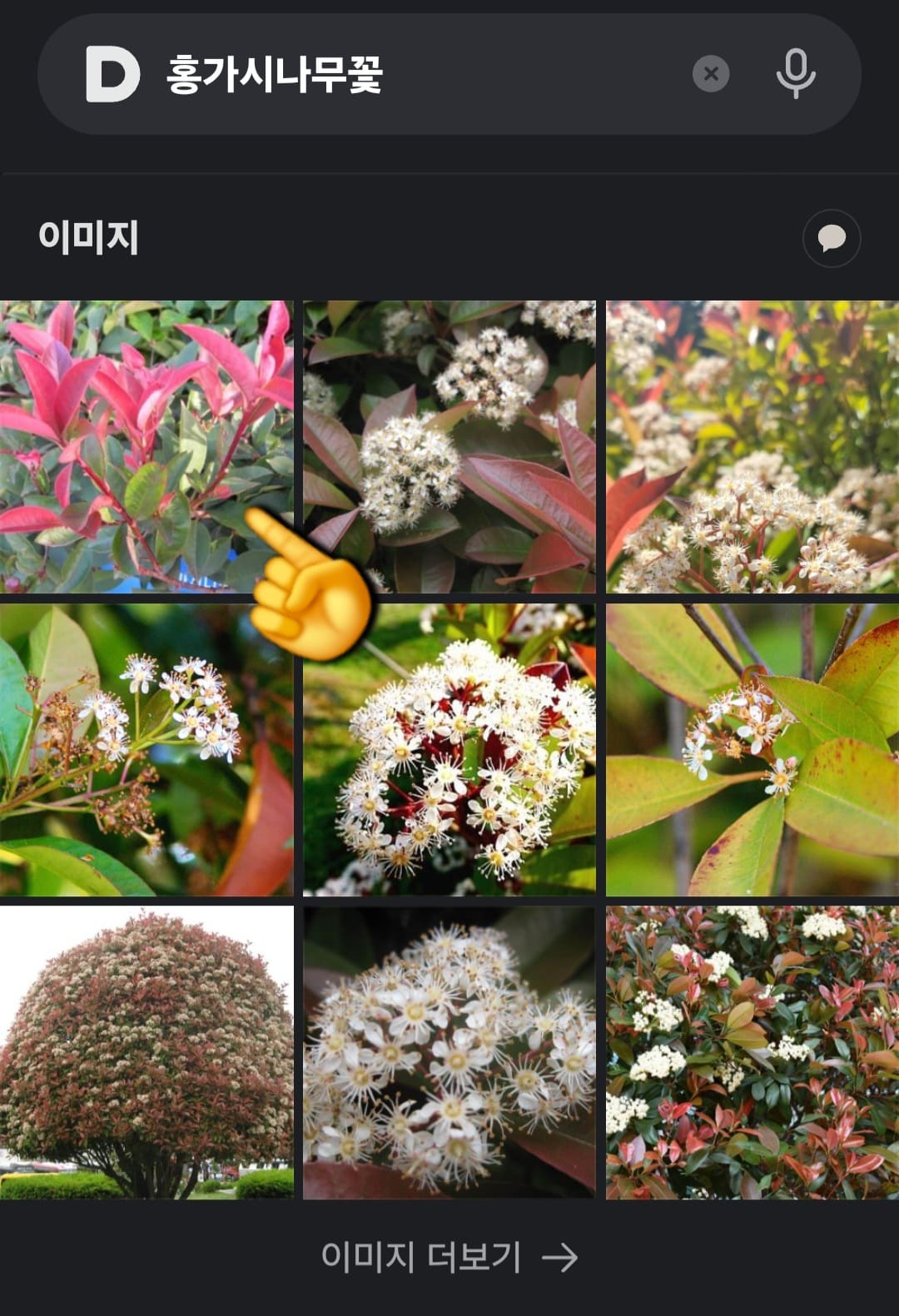 다음(Daum)-꽃검색-방법-안내-그러면-유사-이미지들이-쭉-나오고&amp;#44;-그중-첫-번째-이미지가-방금-찍은-사진과-매우-흡사한-것을-확인할-수-있습니다.