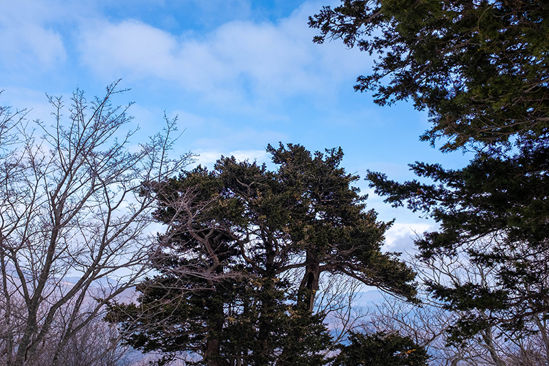 파란 하늘을 배경으로 있는 주목(소나무).