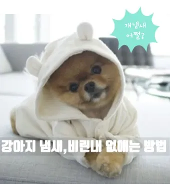 집안에서 간편하게 시도 가능한 강아지 냄새 제거 기술_8