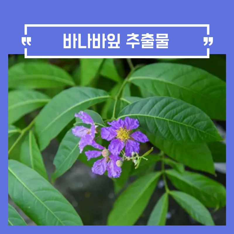 바나바잎 추출물