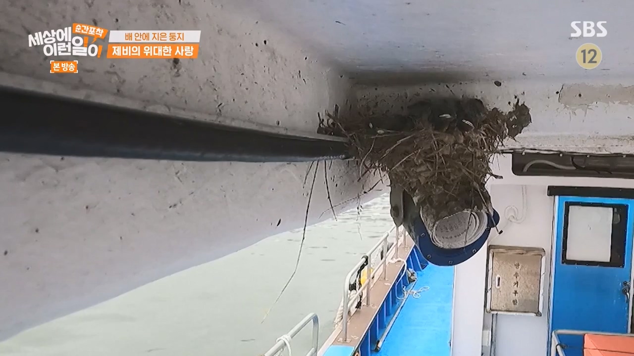 순간포착 세상에 이런일이.E1238.230723p-NEXT.mp4_20230724_205447.522.jpg